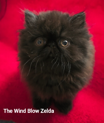 The Wind Blow - Chaton disponible  - Persan