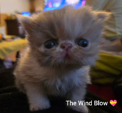 The Wind Blow - Chaton disponible  - Persan