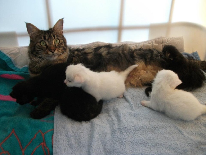 La chatterie de l'oison - Maine Coon - Portée née le 08/09/2011