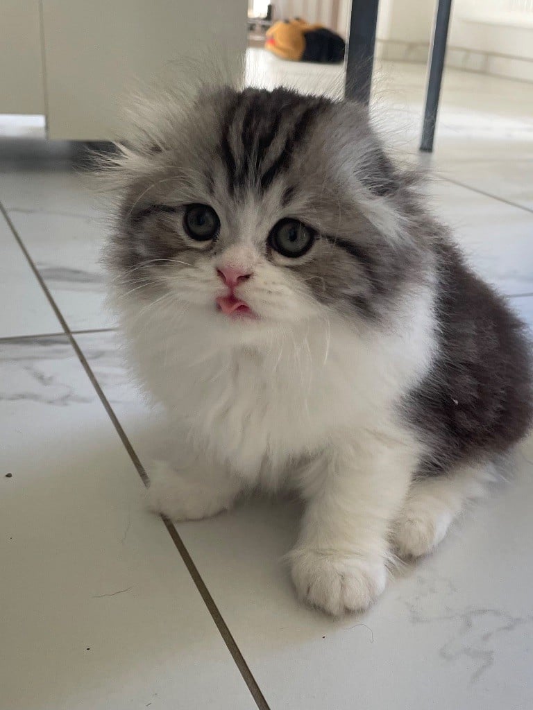 Snowy Blue Eyes - 1 male highland fold disponible !