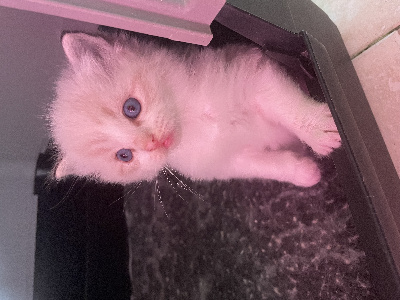 Snowy Blue Eyes - Chaton disponible  - Ragdoll