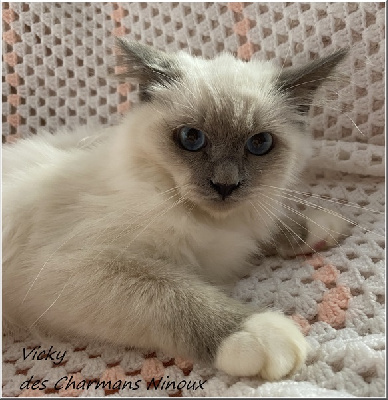 Des Charmans Ninoux - Chaton disponible  - Sacré de Birmanie