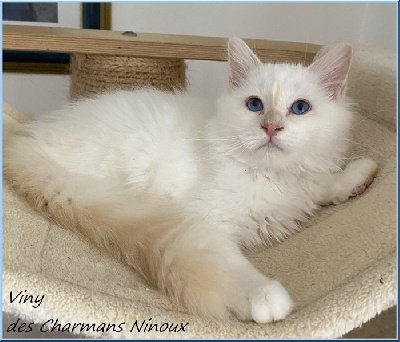 Des Charmans Ninoux - Chaton disponible  - Sacré de Birmanie