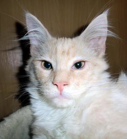 chaton Maine Coon Noraks Maine