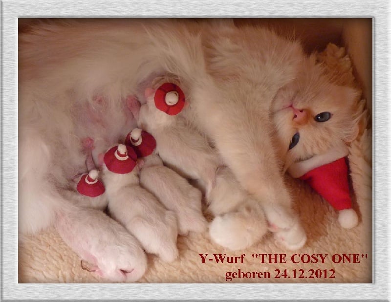 The Cosy One - Chaton disponible  - Sacré de Birmanie