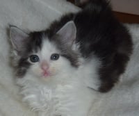 des fluffy coons - Chaton disponible  - Maine Coon