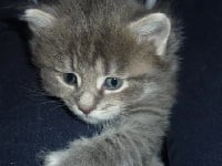 des fluffy coons - Chaton disponible  - Maine Coon