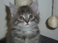 des fluffy coons - Chaton disponible  - Maine Coon