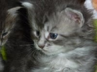 des fluffy coons - Chaton disponible  - Maine Coon