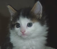 des fluffy coons - Chaton disponible  - Maine Coon