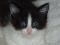 des fluffy coons - Chaton disponible  - Maine Coon