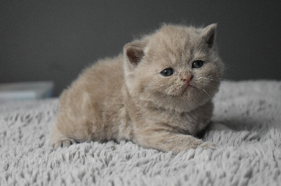 Lord Of Cats - Chaton disponible  - British Shorthair et Longhair