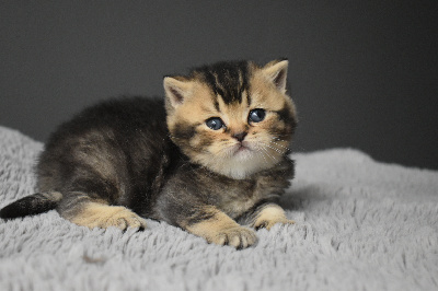 Lord Of Cats - Chaton disponible  - British Shorthair et Longhair