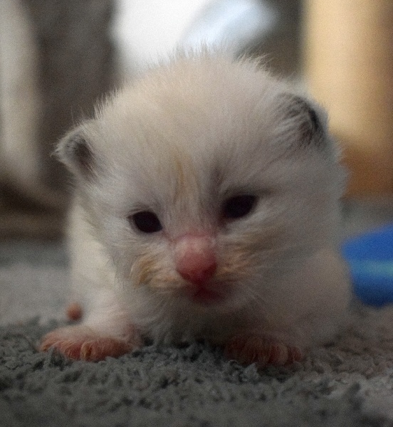 Chaton Ragdoll Petit Prince Mâle Disponible En Normandie