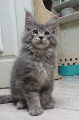 Du Tigre Argenté - Chaton disponible  - Maine Coon