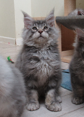 Du Tigre Argenté - Chaton disponible  - Maine Coon