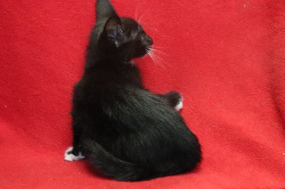 Von Hoehenzoller - Chaton disponible  - Oriental