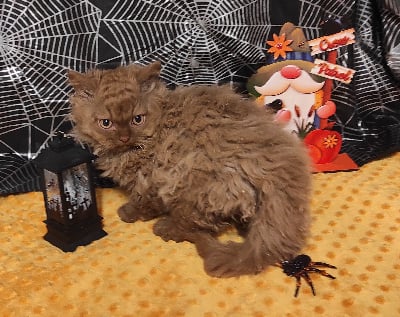 De Goupil - Chaton disponible  - Selkirk Rex poil court et poil long