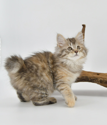 Des Kurils De L'Ouest - Chaton disponible  - Kurilian Bobtail poil court et poil long