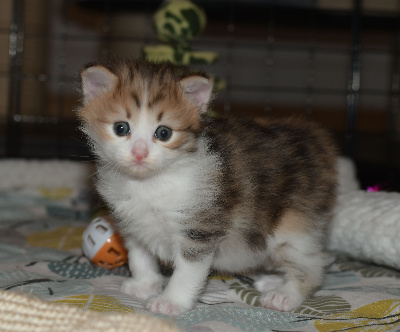 Des Kurils De L'Ouest - Chaton disponible  - Kurilian Bobtail poil court et poil long