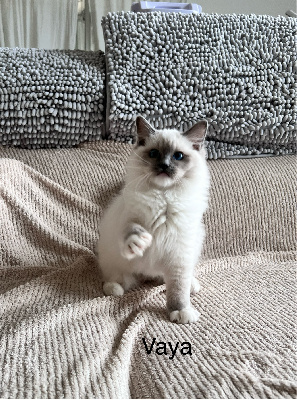 Des Saphir De Fera - Chaton disponible  - Ragdoll