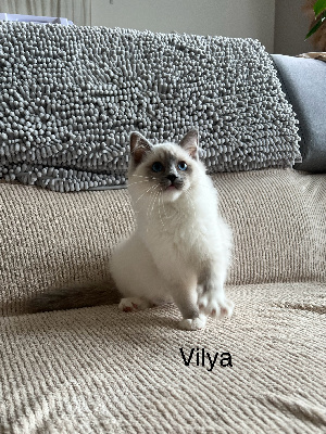 Des Saphir De Fera - Chaton disponible  - Ragdoll