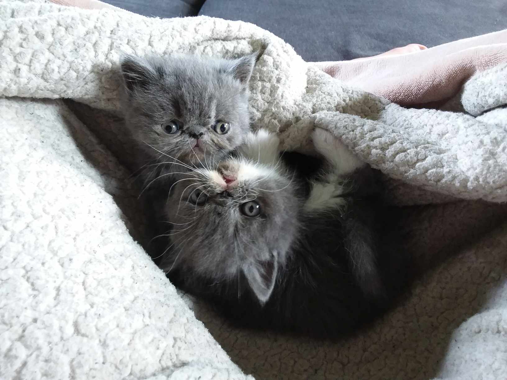 Des Champs De Blé - Exotic Shorthair - Portée née le 17/07/2024