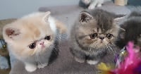 Ravioli des champs de blé  - Exotic Shorthair