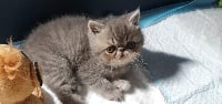 Ravioli des champs de blé  - Exotic Shorthair