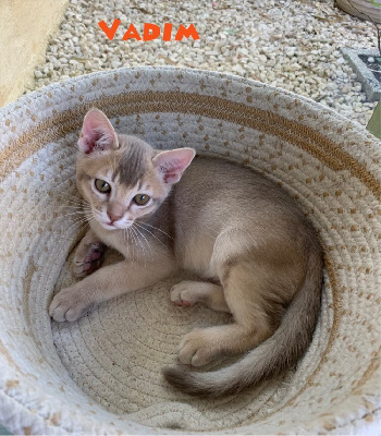 Du Madison Cat's - Chaton disponible  - Burmese anglais (Burmilla...)