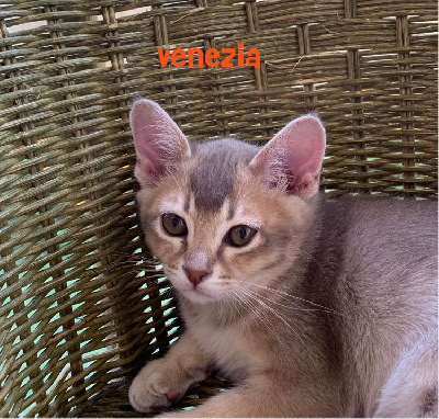 Du Madison Cat's - Chaton disponible  - Burmese anglais (Burmilla...)