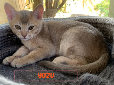 Du Madison Cat's - Chaton disponible  - Burmese anglais (Burmilla...)