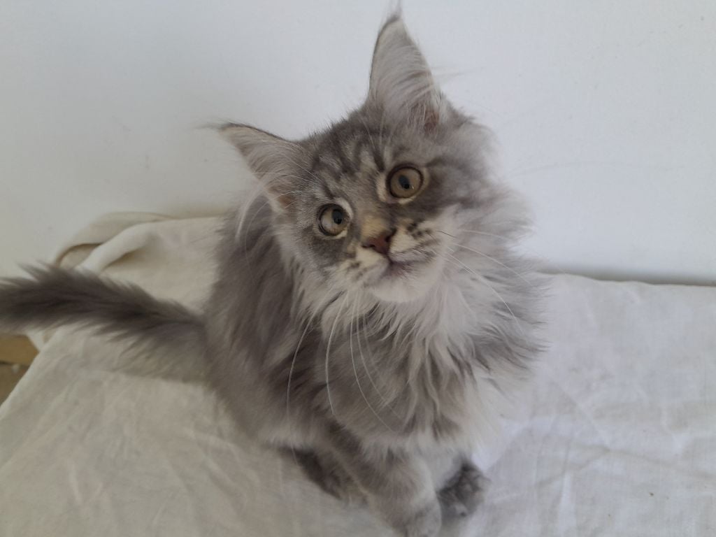 De L'Eden D'Isa - Chatons maine coon loof disponibles 