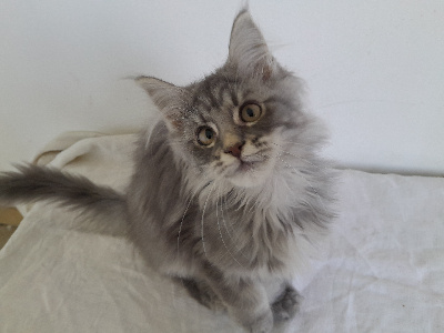 De L'Eden D'Isa - Chaton disponible  - Maine Coon