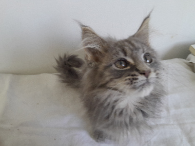 De L'Eden D'Isa - Chaton disponible  - Maine Coon