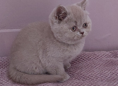 Des Tendres Oursons - Chaton disponible  - British Shorthair et Longhair