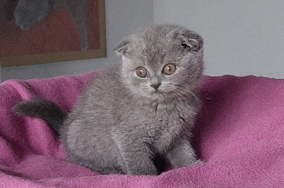 Des Tendres Oursons - Chaton disponible  - Scottish Fold