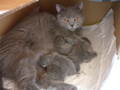 Des Rêves D'Icare - heidi et ses 6 chatons nés le 24-03-2014