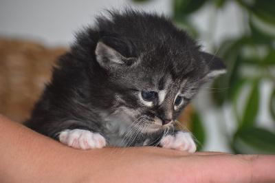 des bories de yakoubia - Chaton disponible  - Norvégien