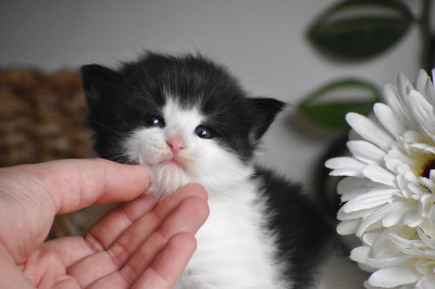 des bories de yakoubia - Chaton disponible  - Norvégien