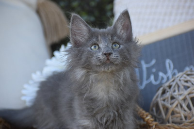 des bories de yakoubia - Chaton disponible  - Norvégien