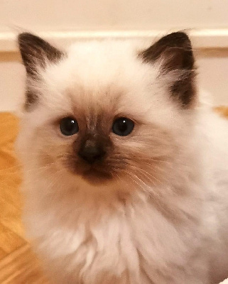 Des Elfes Du Vent - Chaton disponible  - Ragdoll