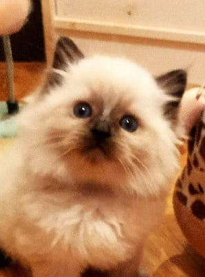 Des Elfes Du Vent - Chaton disponible  - Ragdoll