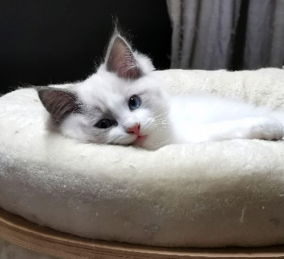 Des Elfes Du Vent - Chaton disponible  - Ragdoll