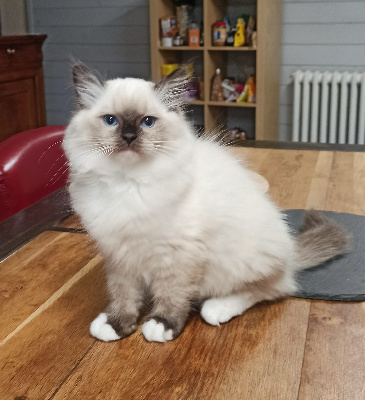 Echo de Narcisse - Chaton disponible  - Ragdoll