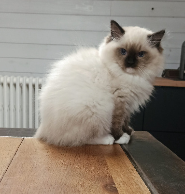 Echo de Narcisse - Chaton disponible  - Ragdoll