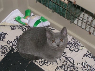 des Griffes Bleues - UN MALE CHARTREUX  vendu