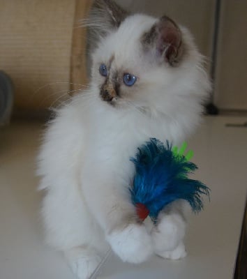 de la Belle Cajun - Chaton disponible  - Sacré de Birmanie