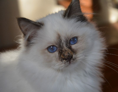 de la Belle Cajun - Chaton disponible  - Sacré de Birmanie