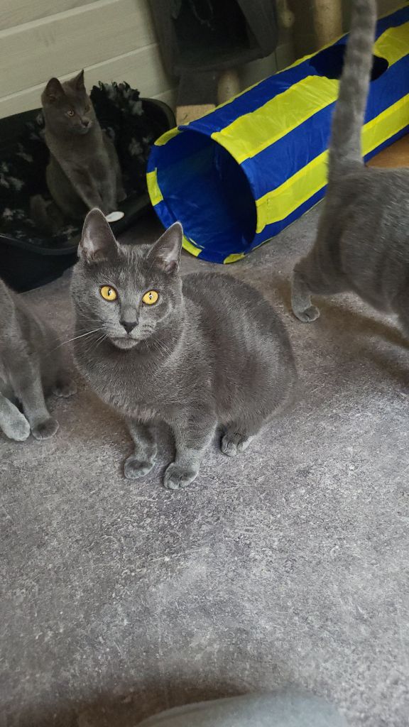 des bleus de Jade - male chartreux de 9 mois disponible